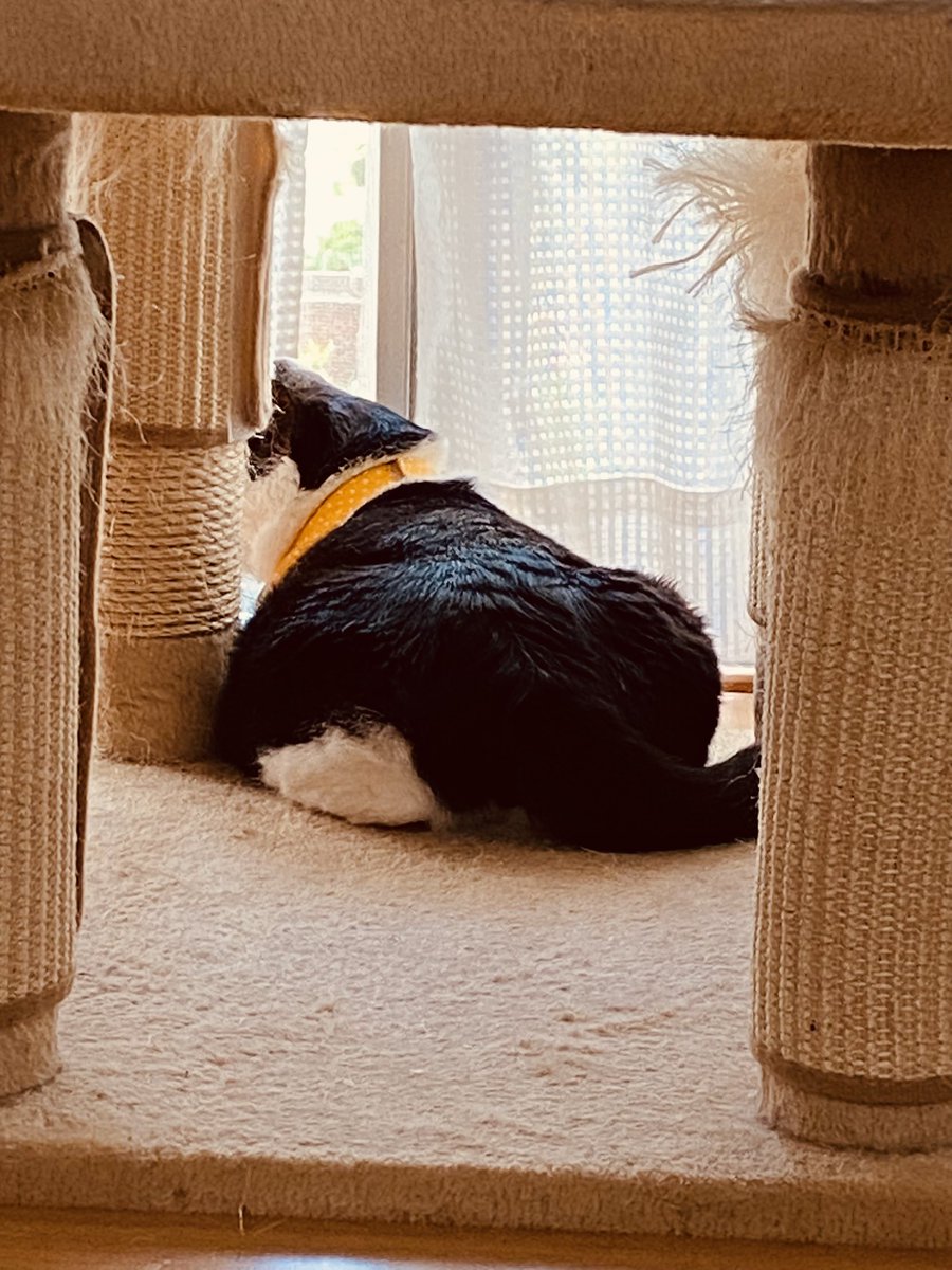 猫三昧 tweet media