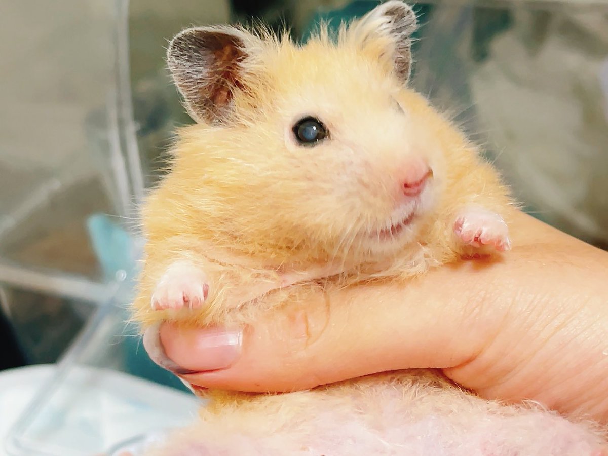 Keith_hamham's tweet photo. @penkara_hamster こんにちは。
我が家の空に行ってしまったキンクマちゃんが白内障だったのですが、目のお写真がとても似ている気がします。
当時の写真が比較の参考になれば幸いです🙇‍♀️

←人間が白内障に気付く少し前
→1枚目の写真からひと月後の進行した写真 https://t.co/1nOCHUfgiX