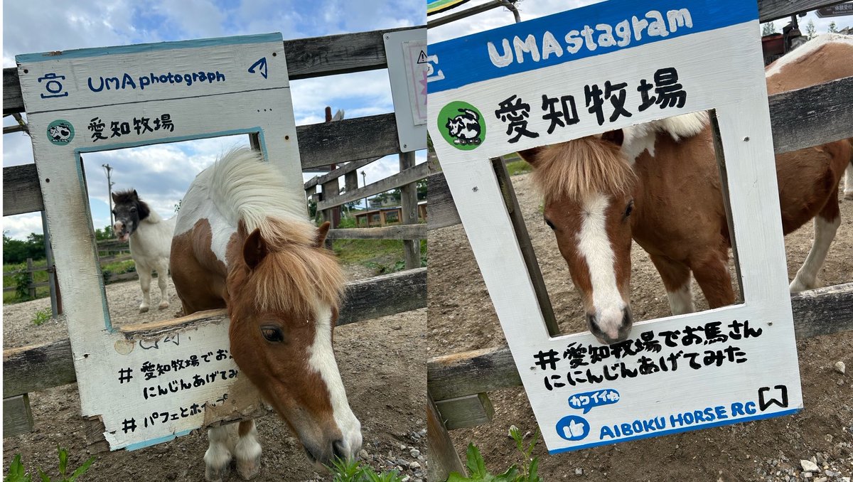 aiboku's tweet photo. ボロボロになったパフェくん&amp;ホイップちゃんの顔出しパネルを新しくしました！

ぜひお写真を撮ってみて下さい🐴✨
販売しているにんじんで誘導するとうまくいくかも…！？
劣化の原因の半分くらいはホイップちゃんがお尻を掻くからかも😂(証拠動画あり)

#愛知牧場　#馬　#ポニー　#顔出し看板 https://t.co/iNKFcvAz8Q