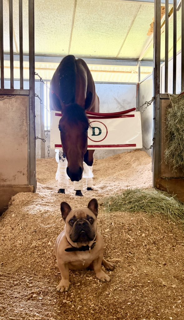 Diodoro Racing Stables tweet media