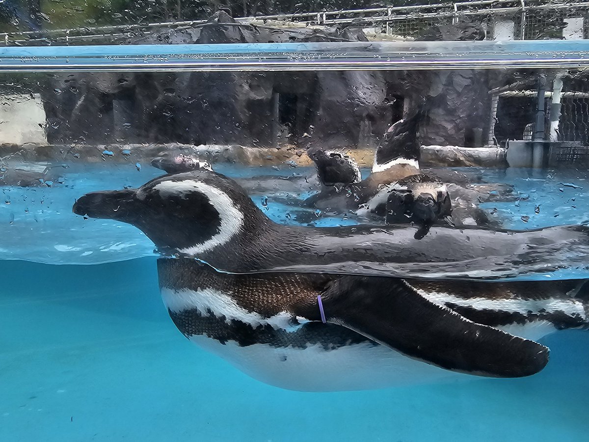 sentryfia's tweet photo. ゲムぼくさんの記事見て行きたいなーと思いひっさびさに水族館でペンギン見てきた_:(    _ ́ω`):_ https://t.co/akLUgeVGY3