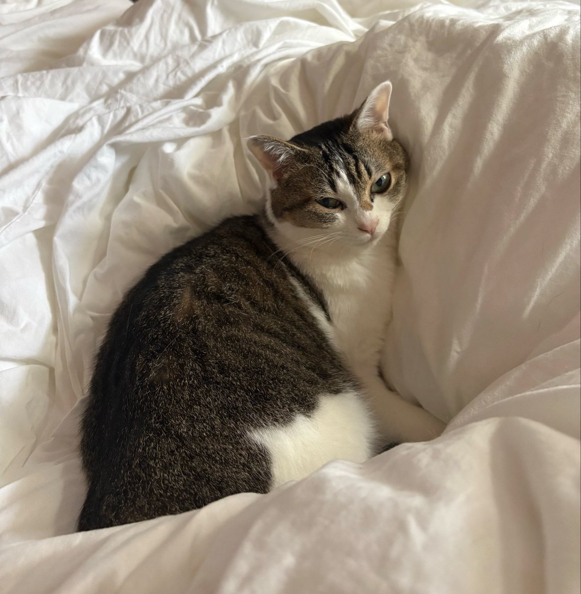 shakemukae's tweet photo. しゃけちゃんはスリもゴツんも尻尾ピンもしないネコチャンだけど、今朝起きたら私の太ももにピト…とくっついて寝ていて微かな愛着を感じた…涙 https://t.co/0xgDeanfN8