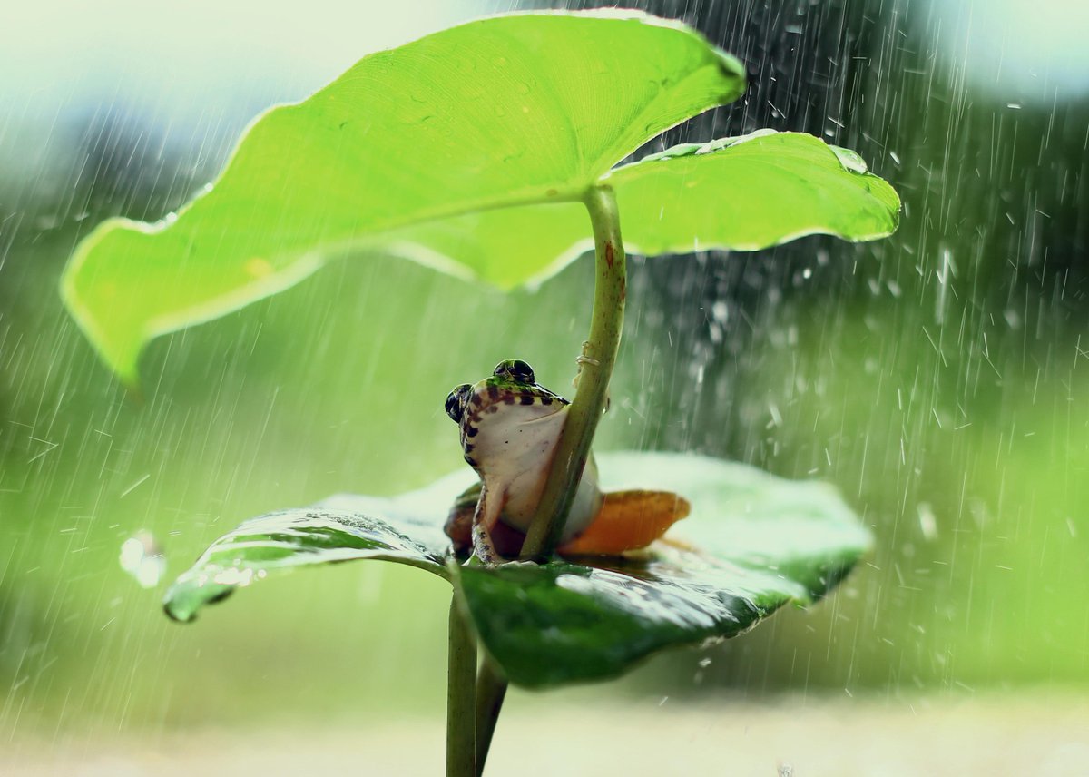Still Rain tweet media