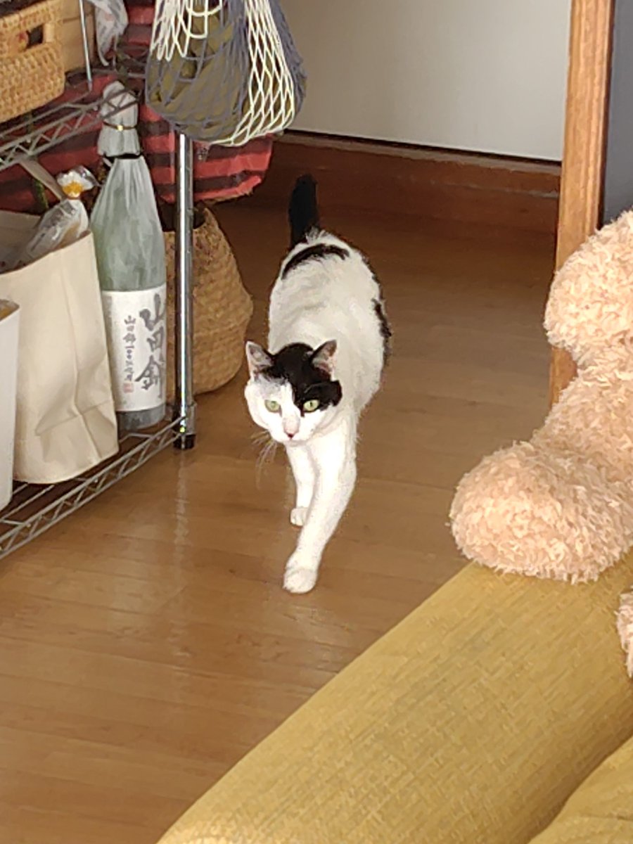 大和ヒロカズ(o゚∀゚)=○)´3`)∴ tweet media