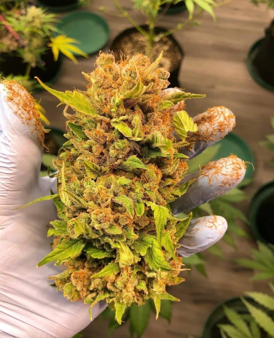 STONERS R US 🍃 tweet media