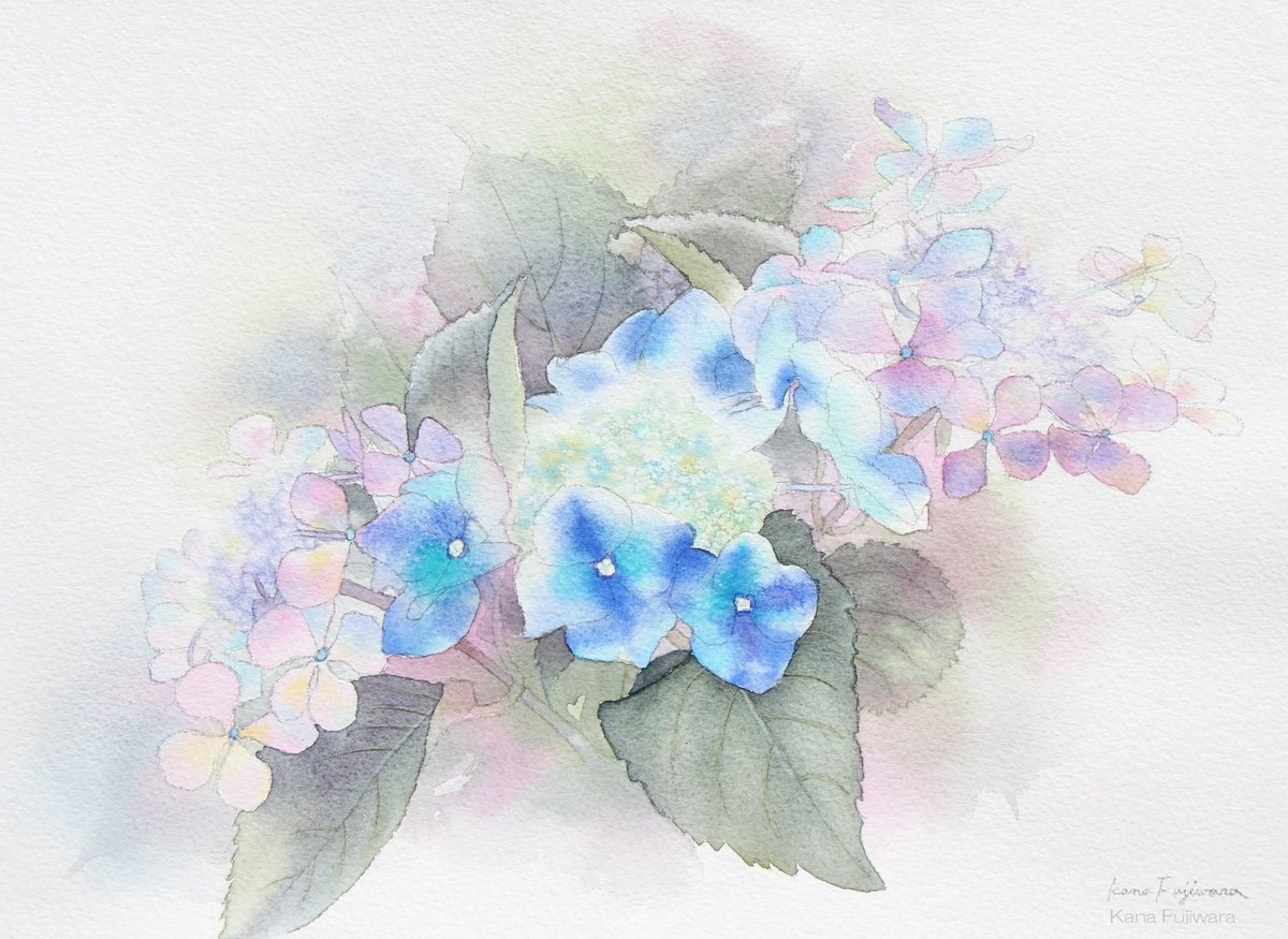 アジサイ #watercolor #水彩画 333×242mm