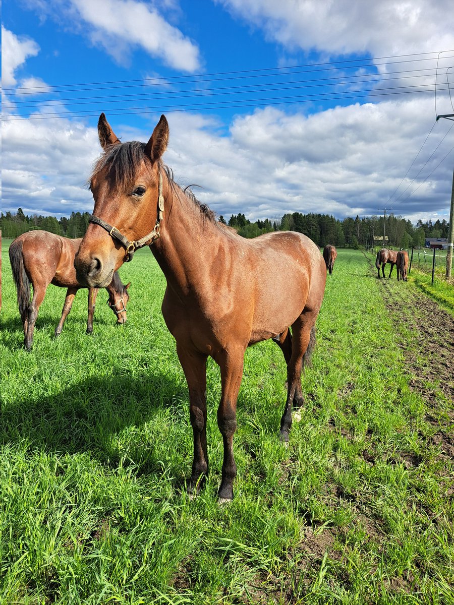 MaxxBirdland's tweet photo. Ragged Tiger, ori 2025 (Hooker Berry - Plisetska Birdland, Muscles Yankee) pääsi aloittamaan kesäloman Larva-Jussilan orilaitumella. #ravit https://t.co/SeHBkXk06Y