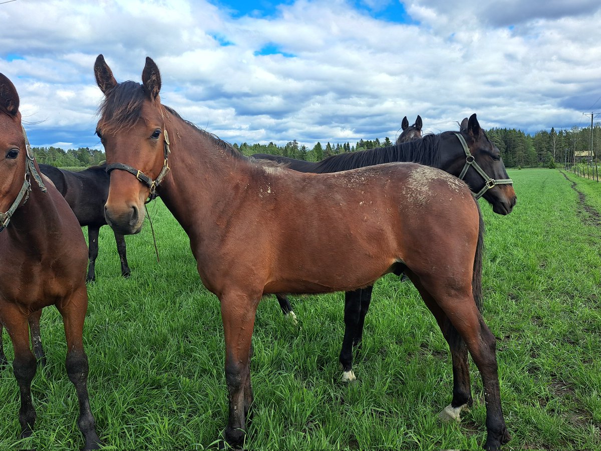 MaxxBirdland's tweet photo. Ragged Tiger, ori 2025 (Hooker Berry - Plisetska Birdland, Muscles Yankee) pääsi aloittamaan kesäloman Larva-Jussilan orilaitumella. #ravit https://t.co/SeHBkXk06Y
