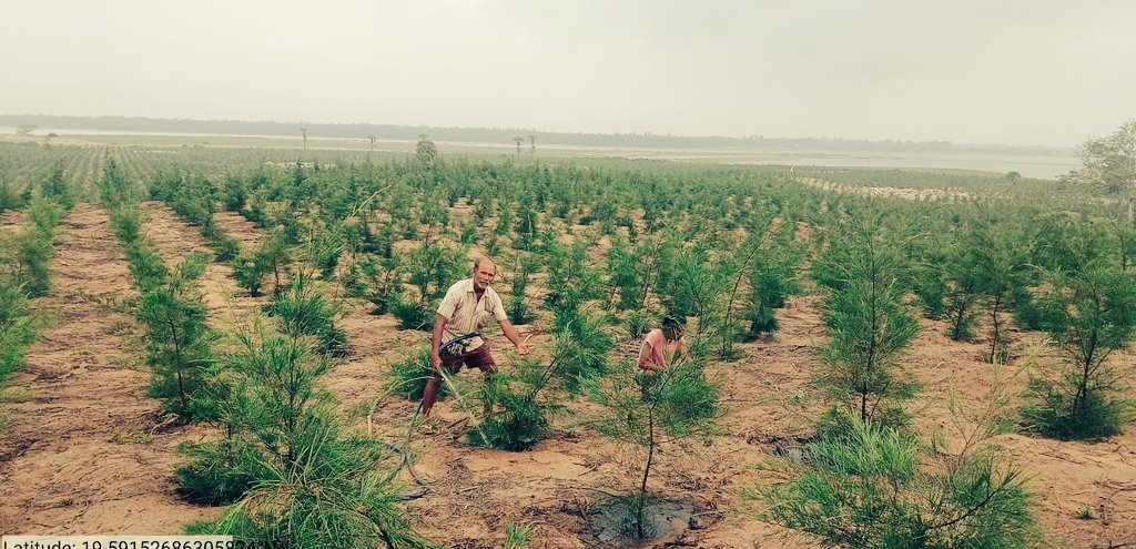 DChilika's tweet photo. From barren coastal lands to greenery...... #casuarina plantations 2025-26 growing in @DChilika 
#coastalshelterbelts https://t.co/jgMfnmFgDh