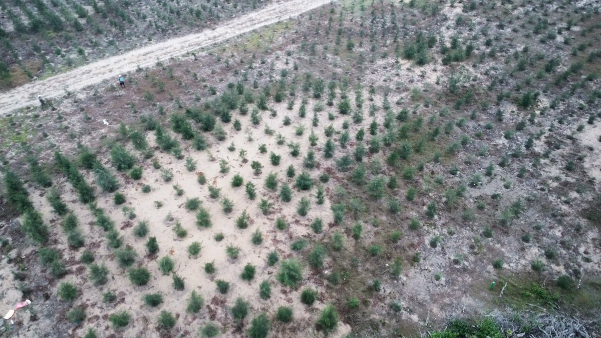 DChilika's tweet photo. From barren coastal lands to greenery...... #casuarina plantations 2025-26 growing in @DChilika 
#coastalshelterbelts https://t.co/jgMfnmFgDh