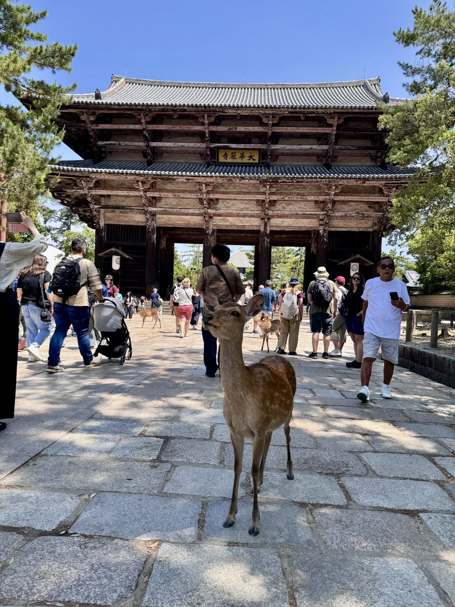 hirokovista's tweet photo. 帰り道思いつきの寄り道奈良へ
初めは鹿に可愛い💕ってなるけどそのうち多すぎて慣れてくる🦌🦌🦌
外国人だらけでまるで海外だった。
私はスタンプ帳に御朱印書いてもらい、外国人は御朱印帳にスタンプ押してた。
短時間だけど観光楽しかった。
帰ります🚙 https://t.co/LhKHKuhm5b
