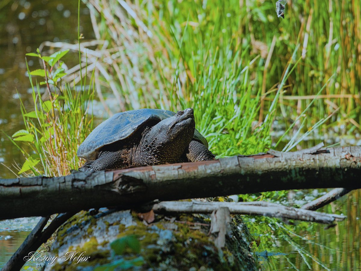 PeterTerpstra77's tweet photo. Common Snapping Turtle
(Chelydra serpentina)
Magnuson park, Seattle, US
Not native here.
#Turtles #SnappingTurtle #Nature #Wildlife #Reptiles #Photography https://t.co/1eGjg8yzWx