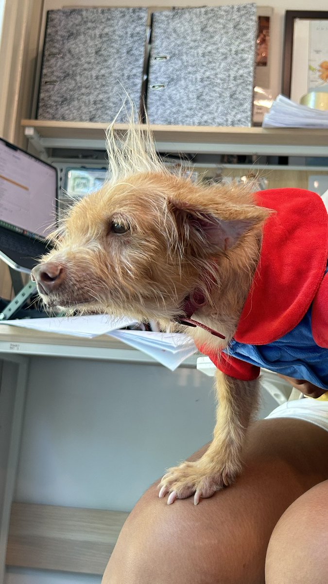 Happy Doggo Thailand tweet media