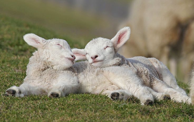 Sheep Daily 🐑 tweet media