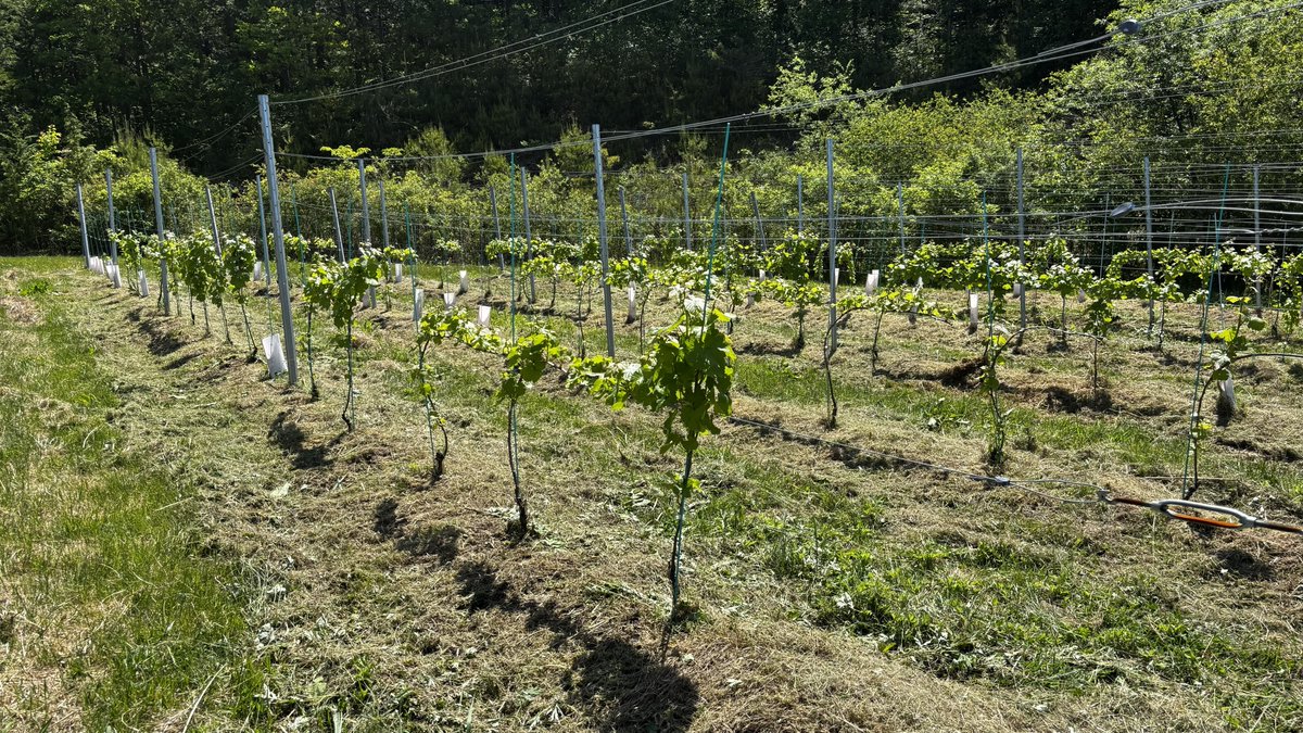 hidawine's tweet photo. セミオン畑の草刈
今年初収穫の予定ですが、苗木の生育が不揃いで、2芽まで切り落としたのから、ギョーに誘引したものまで様々。
量が少なそうなので、獲れてもソーヴィニヨンブランかシャルドネとブレンドかなー。 https://t.co/kTj8LL88z9