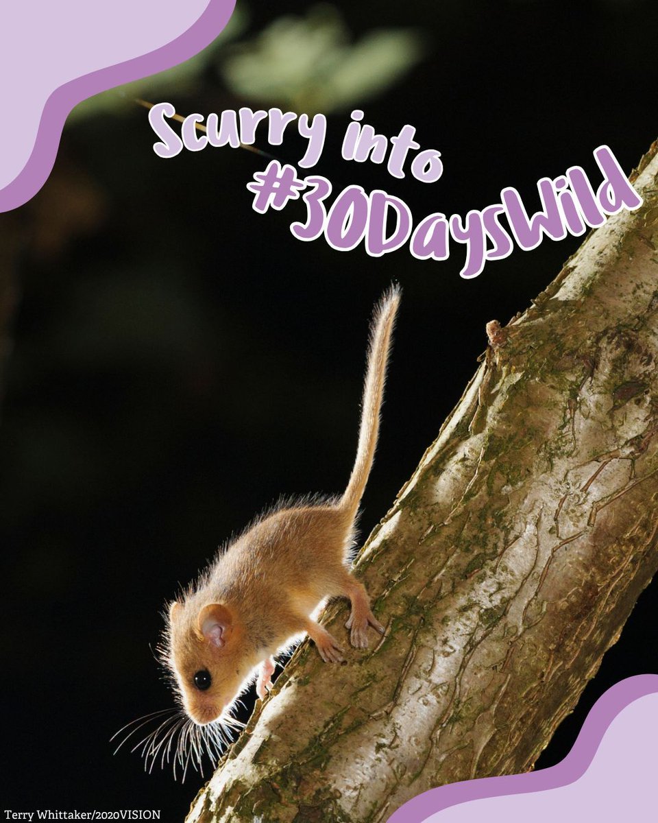 DurhamWildlifeTrust tweet media