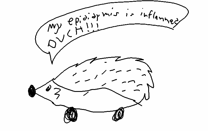 The church of the Hedgehog tweet media