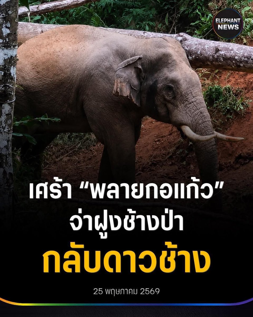 🇹🇭Bossanova🇹🇭 tweet media