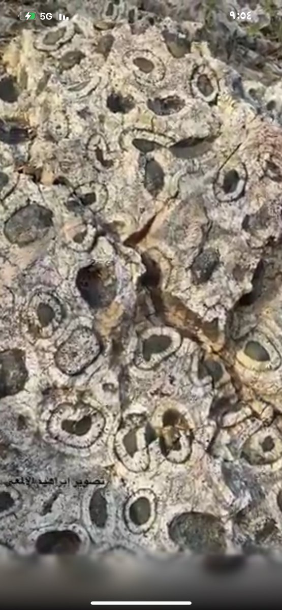 SaudiGeology's tweet photo. من الاشياء المميزه جداً للاهتمام جيولوجياً هو ظهور هذا النسيج المداري (Orbicular Texture) في المقطع ويعتبر من الظواهر النادرة والتي تهم جداً المتخصصين بعلم الجيولوجيا لان تكونه يصاحبه ظروف فيزيائية وكيميائية معينه تودي لتشكله.
لهذا اشرنا الى اهمية المحافظة على الموقع. https://t.co/GQl4rS3D1G