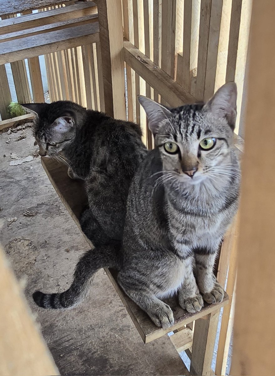 BlueCat tweet media
