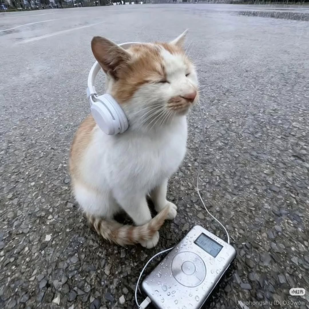 Catman tweet media