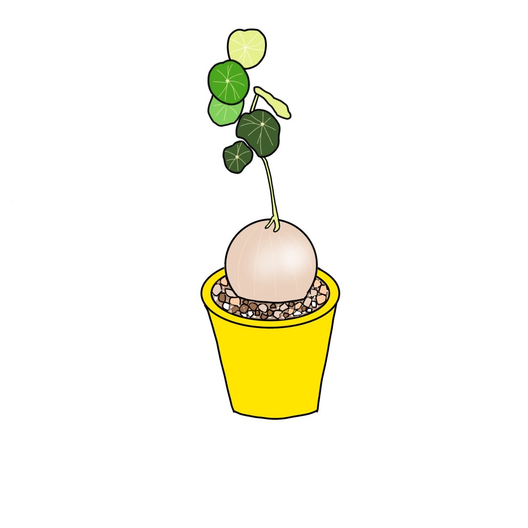 maipupu02's tweet photo. #観葉植物#ヒメボタン#ステファニアエレクタ#スターチス#イラスト#植物好きな人 https://t.co/1uwpwBOVQs