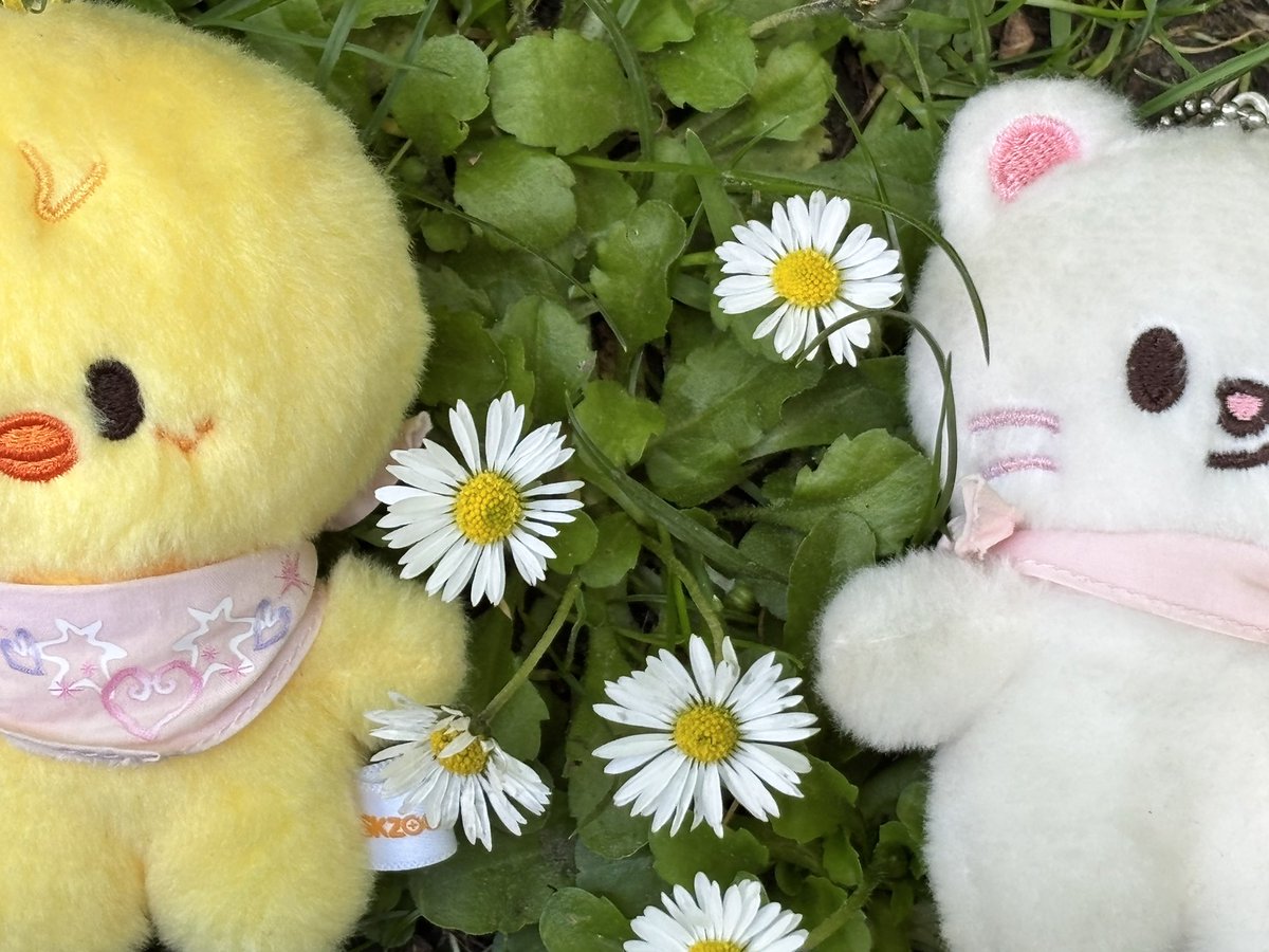 seletiny's tweet photo. 🌼 https://t.co/n1TY69144t