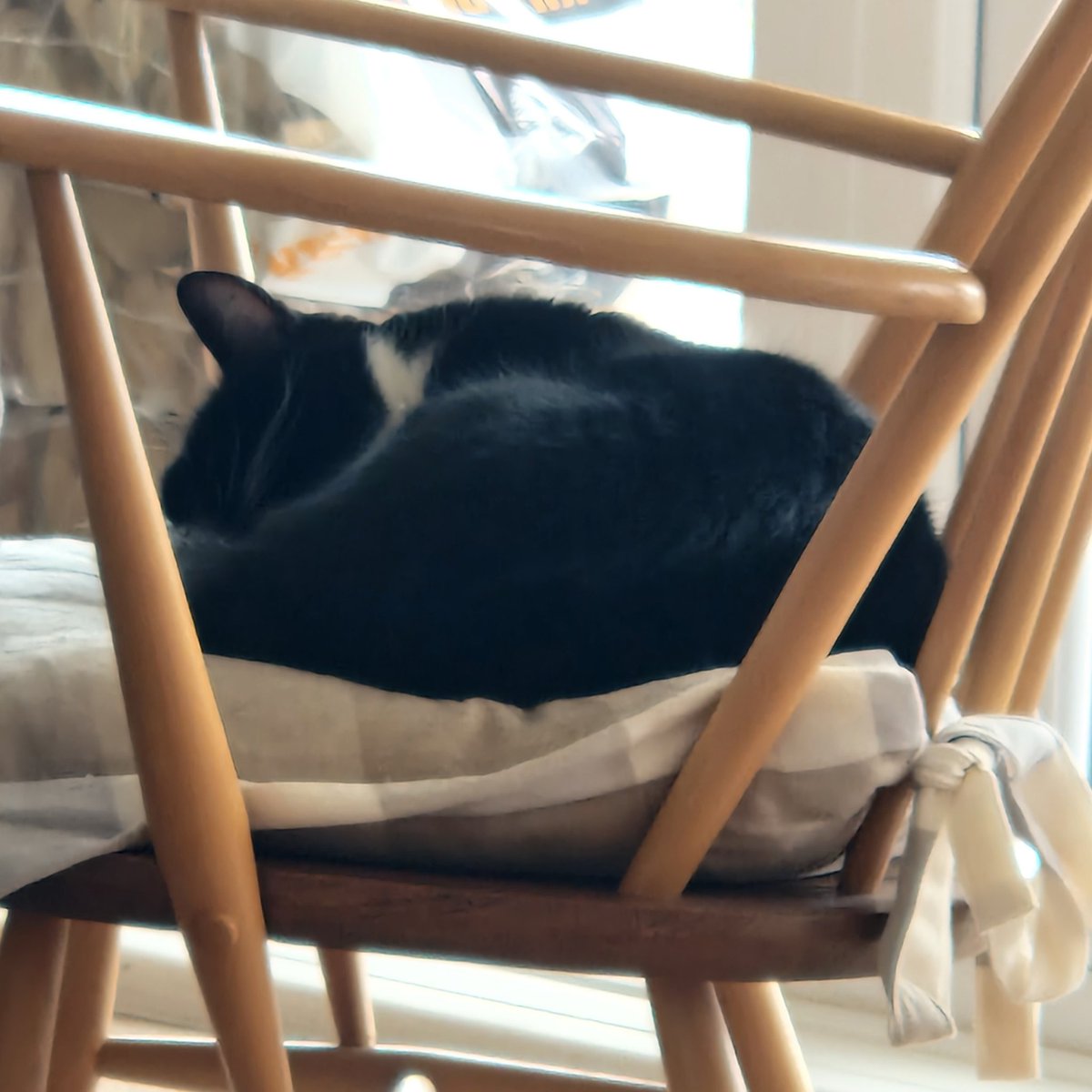 Judith Beilby and IOW Ambassacat Ozzy tweet media