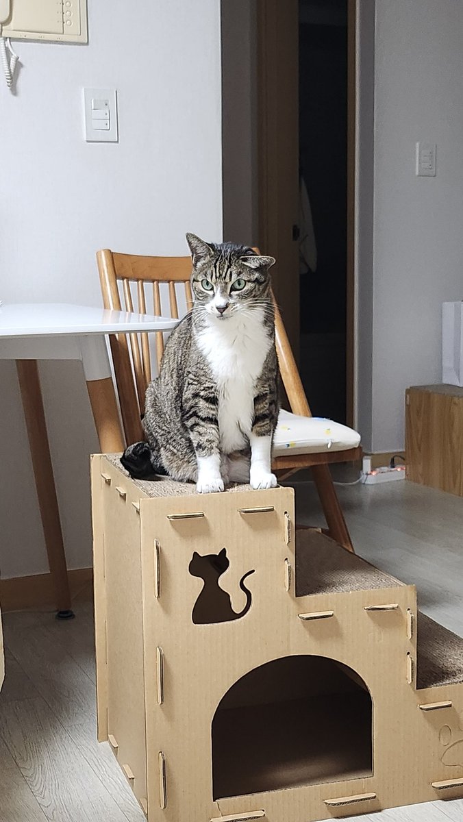 aky_cat tweet picture