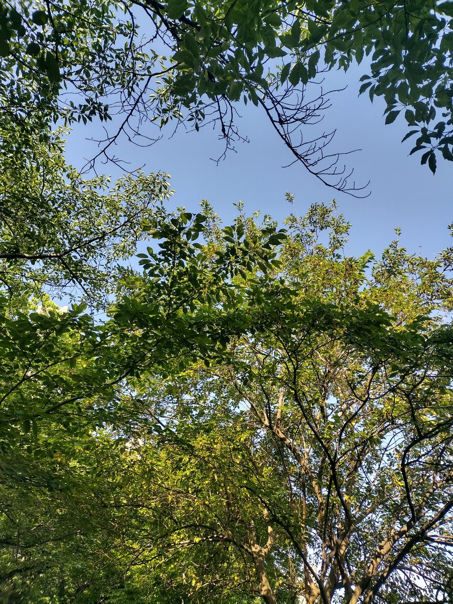 sayugenn's tweet photo. ダウ高値更新、原油91台 #日経 65000台強し。

5/18 #柔軟
19 #スイム #ジョグ 柔軟
20スイム
21柔軟 スイム(レッスン2+自主)
22柔軟 スイム ジョグ
23スイム ジョグ
24休
25ジョグ 柔軟
スイムは初左呼吸の練習。走ると背中がズンズン重たい、うねりの影響かな。柔軟は足の甲、じゃんけんグーが大変 https://t.co/dyN6AQaWV2