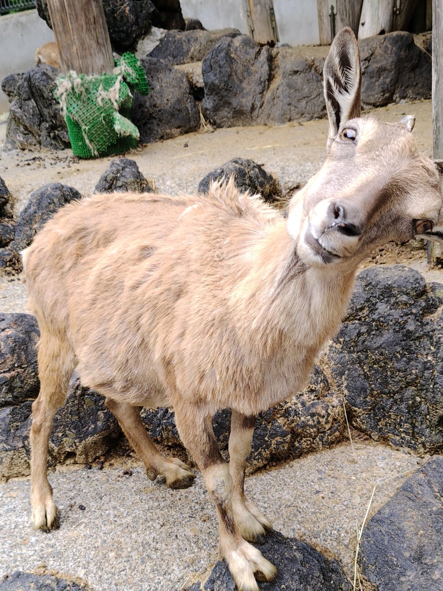 智光山公園こども動物園【公式】 tweet media