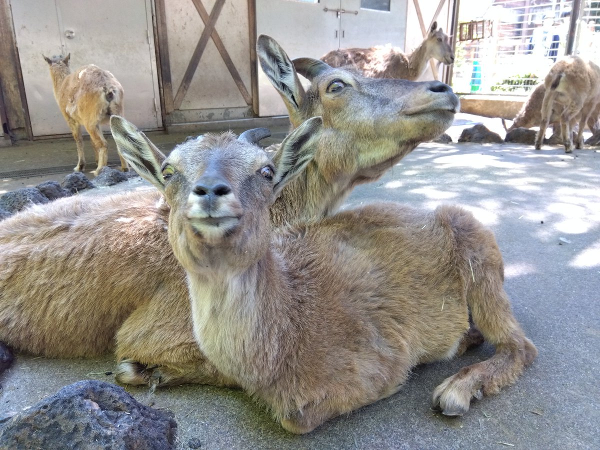 智光山公園こども動物園【公式】 tweet media