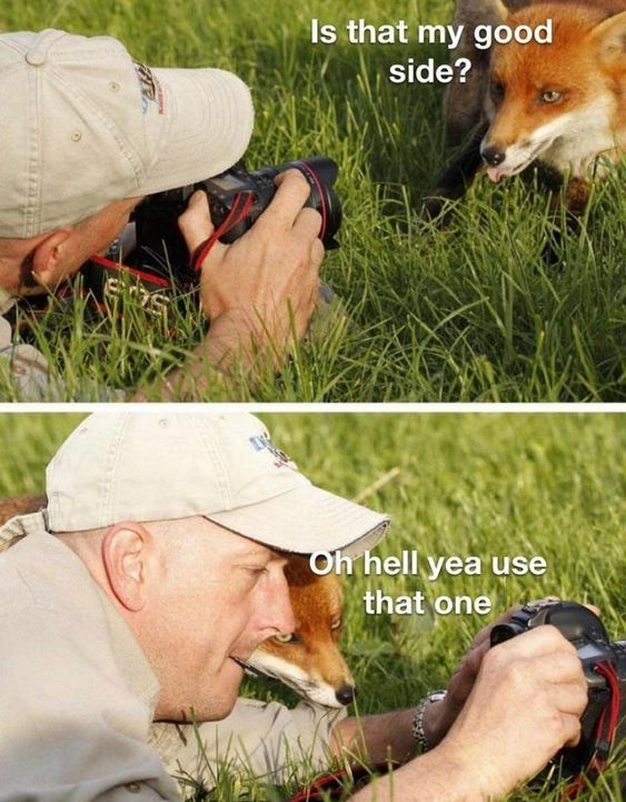 WholesomeMemes tweet media