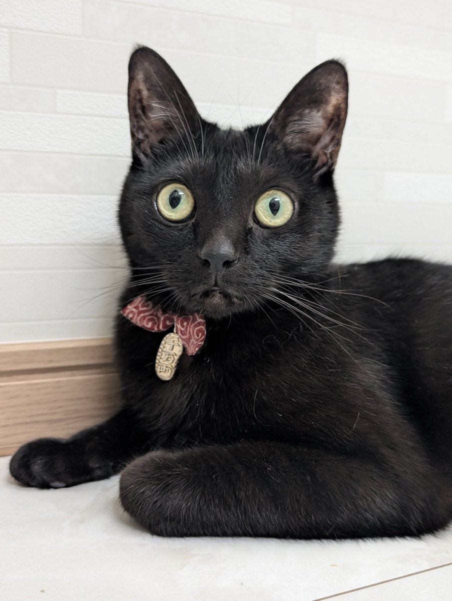 仔猫を拾ったので tweet media