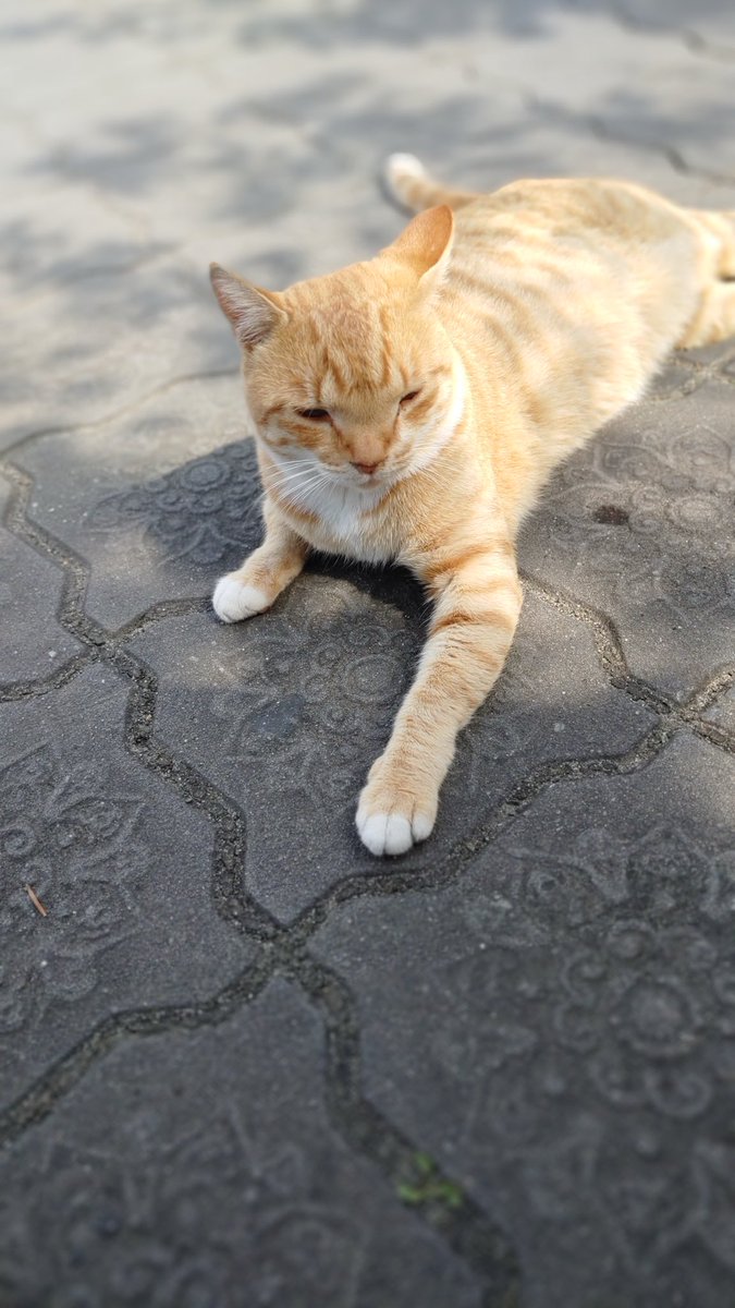 _THANN__'s tweet photo. @Salty_and_Navi 안녕하세요, 제가 20년 경주 여행때 봄비를 만났던 거 같아서 혹시나 하는 마음에 사진 전달 드립니당.. 아닐수도 있을 것 같아서 조심스럽긴 하지만.. 맞다면 전달 드리는 게 맞을
것 같아서요..! 디엠이 안가서 멘션으로 드리는
점 양해 부탁드립니다.. https://t.co/OEUiVg6LTi