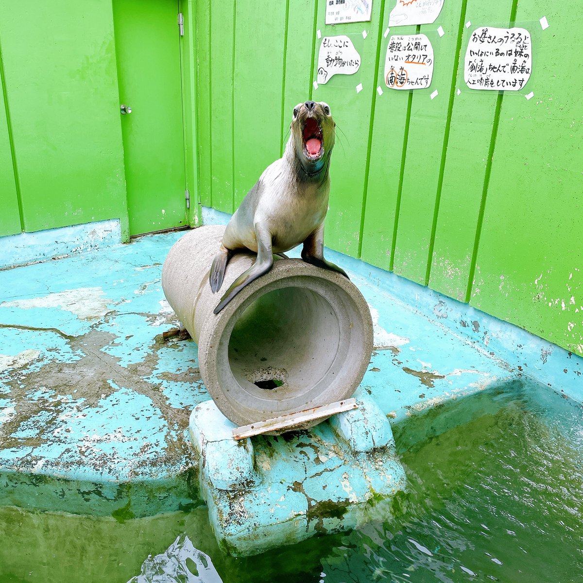 kushirozoo's tweet photo. オタリアの南海です。自力で登れるまでに大きくなりました。

#釧路市動物園 #kushirozoo
#釧路 #kushiro
#動物園 #zoo
#北海道 #Hokkaido https://t.co/7iXNIol1Ph
