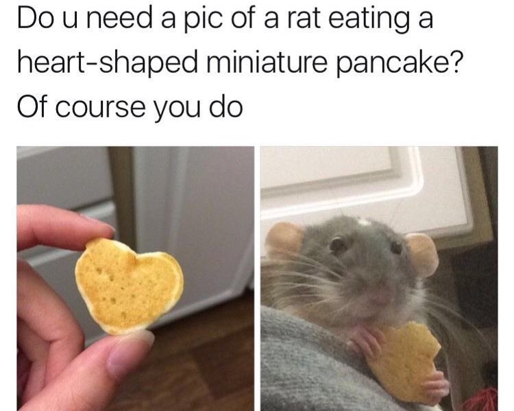 Rat 🎀 tweet media