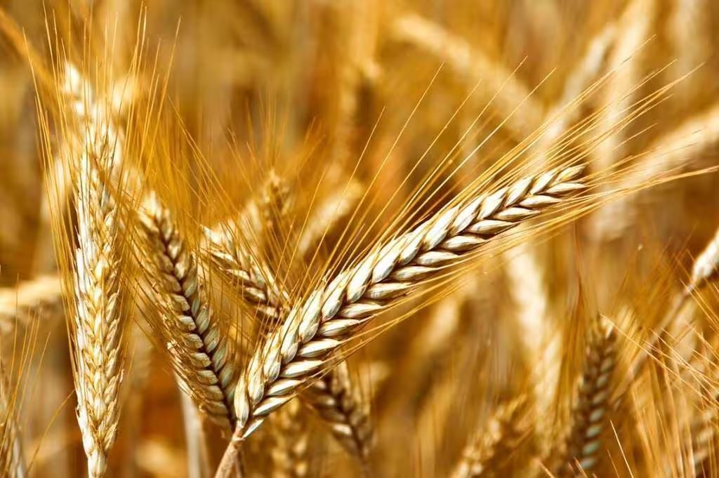 Cooperativas Agro-alimentarias de Andalucía tweet media