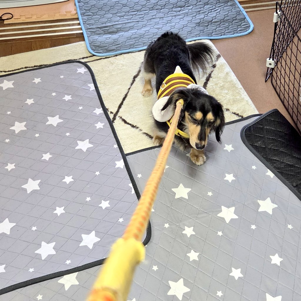 縁利(🐶かりるん) tweet media