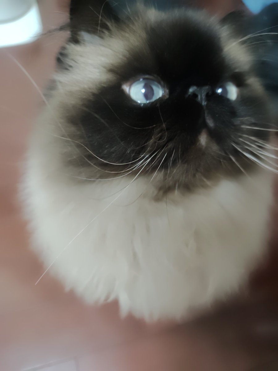 Mugi_is_No1's tweet photo. かわいい
#ヒマラヤン https://t.co/ngP3BjfzWa