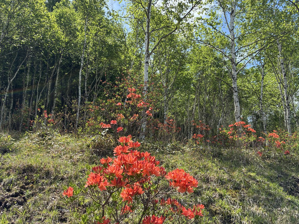 白樺湖の周辺に群生するレンゲツツジの花を撮影しました📷 初夏の高原
