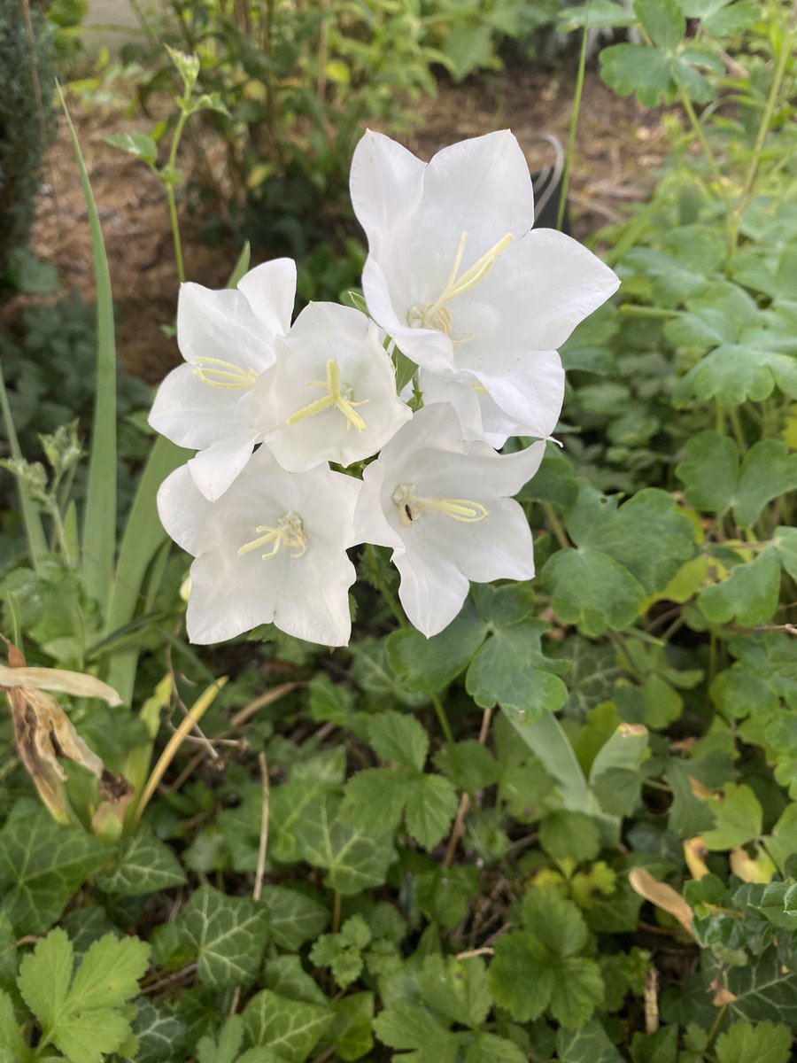 G27Marco's tweet photo. Un peu de fraîcheur matinale au #jardin ! #fleurs #insecte Avant que cela cogne trop !!! https://t.co/uLXA3luo0D