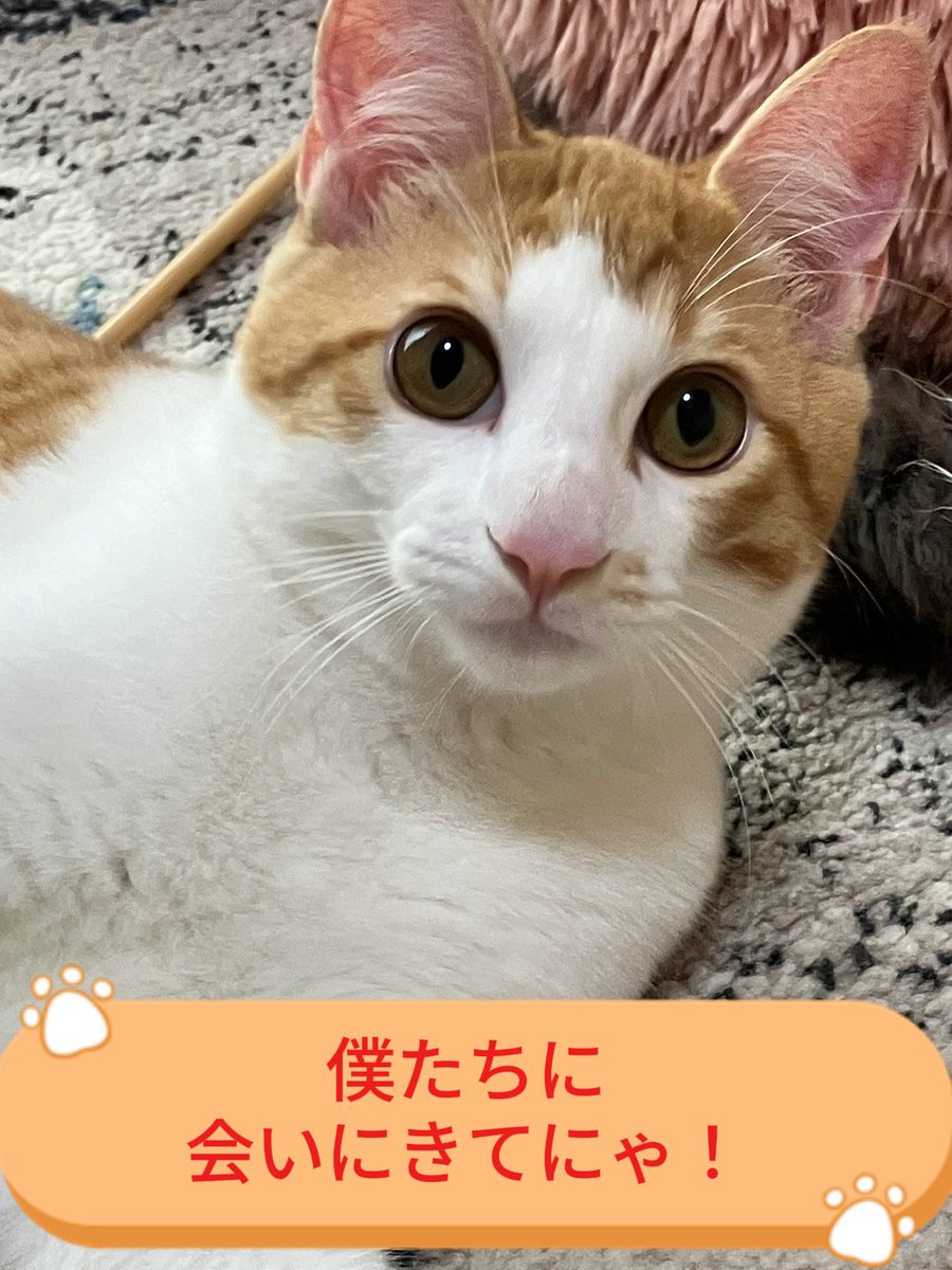 wanekocafe's tweet photo. 🌼5月25日14時15分現在、和猫かふぇ空き情報🌼

もか君とらて君に会えるのは明日26日と28日のみ。
ふたりに「卒業おめでとう」を伝えにきてね！

・5月26日(火)13時～16時/17時～18時
・5月28日(木)13時～18時
・5月31日(日)12時～15時/16時～18時

※ なお、明日26日のご予約締め切りは本日20時です。 https://t.co/yEvopqglGn