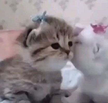 cats 🐈 tweet media
