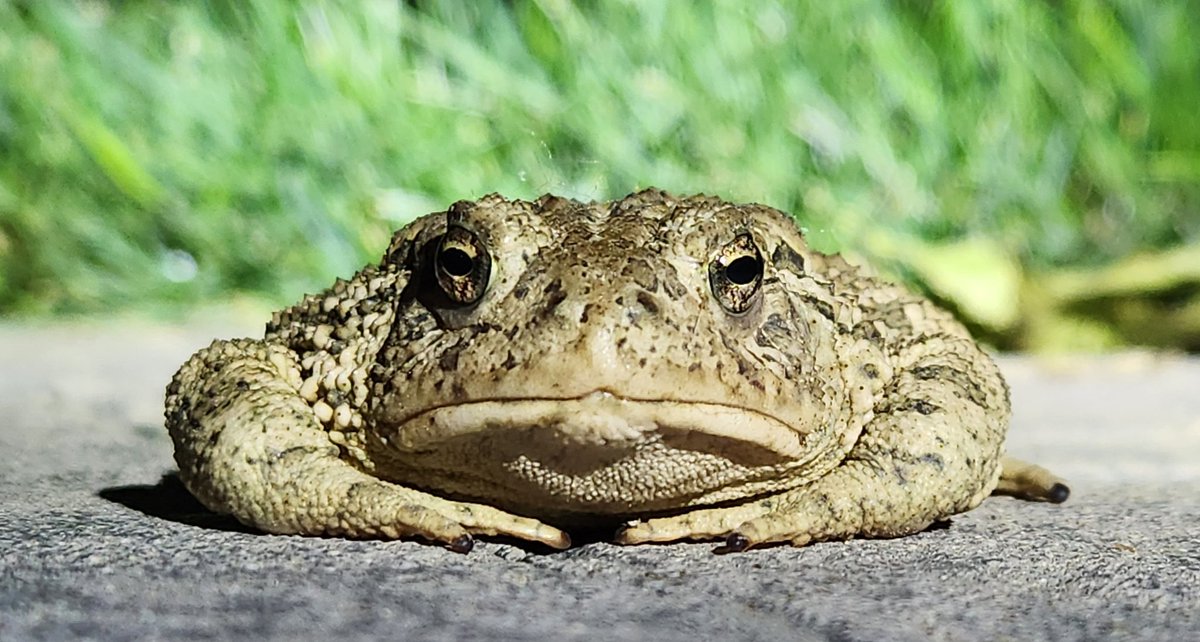nigrasaurus tweet media