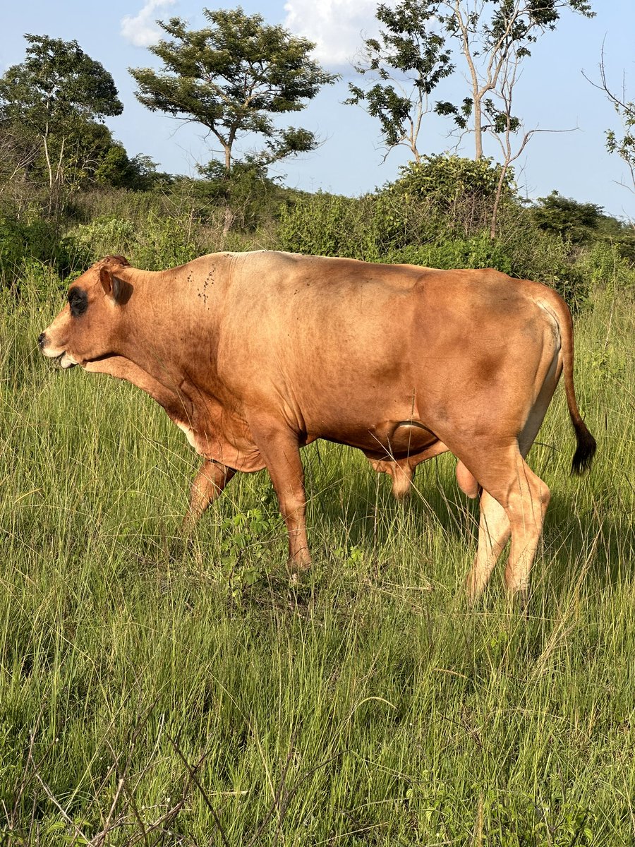 cattle Island 🐄💯 tweet media