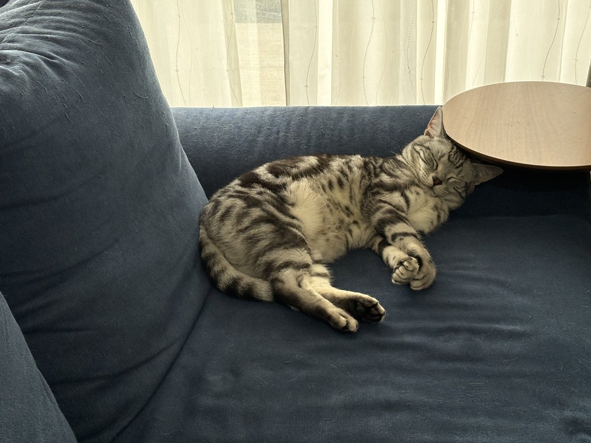 オンノヅキ🐱🐱 tweet media