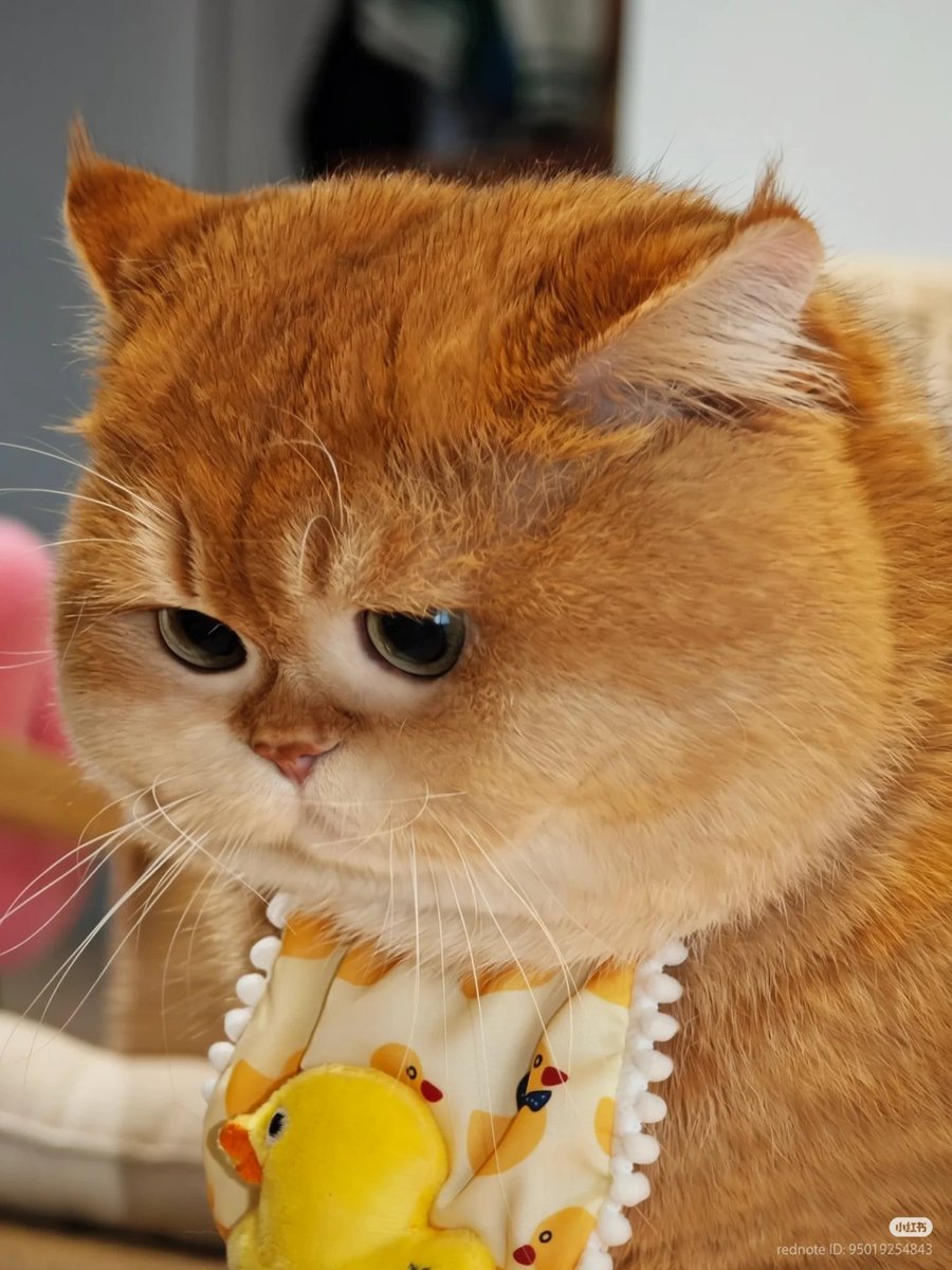 No Context Cats tweet media