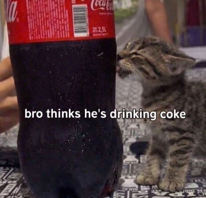Tweets Of Cats tweet media