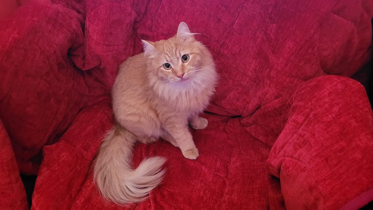 Prop215Patient's tweet photo. @Anne_R_u_Ok @Kristinartz I got two the second and last pic is Squeak, pic #2 is Squeak and Cesar, Pic #4 is Squeak. Cesar is 2 years old, Squeak is around 11 years old. https://t.co/Gt5SE50OLk